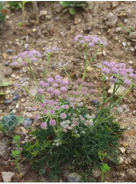 Seseli rigidum