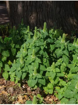 Teucrium lamiifolium