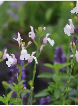 Salvia x jamensis 'Trebah'