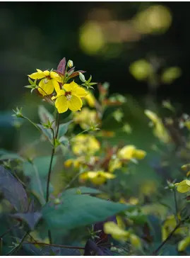 Lysimachia ciliata 'Firecracker'