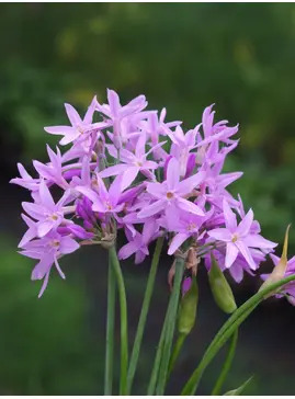 Tulbaghia 'Elaine Ann'