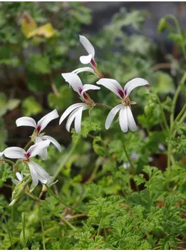 Pelargonium trifidum