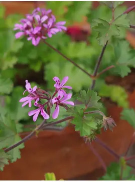 Pelargonium 'Deerwood Lavender Lass'