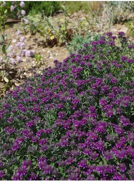 Teucrium ackermannii