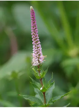 Veronicastrum virginicum 'Erica'