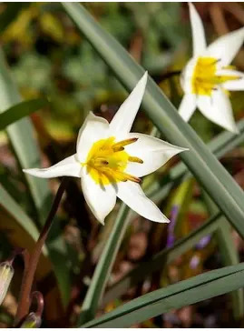 Tulipa turkestanica (5xDB)