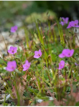 Erodium acaule