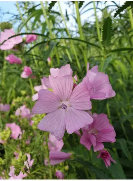 Sidalcea 'My Love'