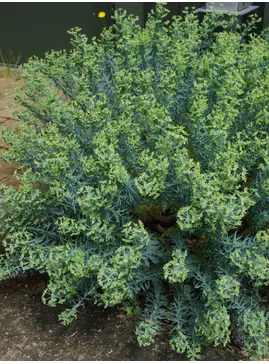 Euphorbia pithyusa