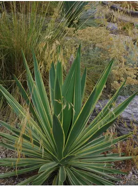 Yucca gloriosa 'Variegata'