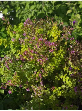 Origanum vulgare 'Pink Mist'
