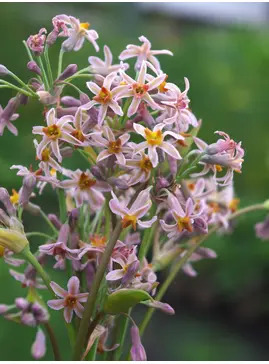 Tulbaghia 'Hazel'