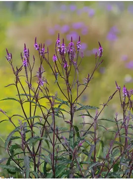 Verbena &times; baileyana 'Purple Haze'