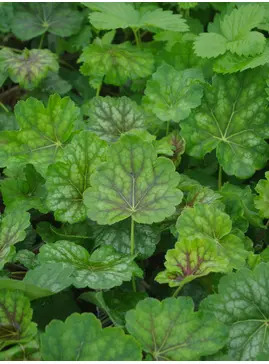 Heuchera americana 1L