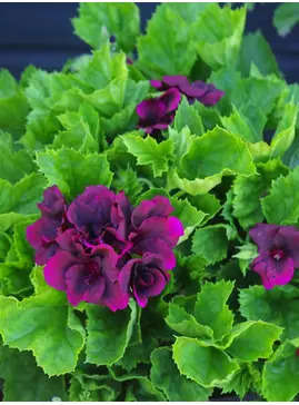 Pelargonium 'Minstrel Boy'