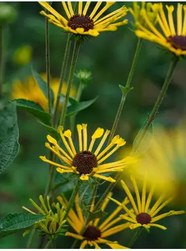 Rudbeckia subtomentosa 'Henry Eilers'