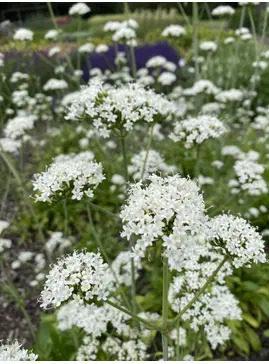 Valeriana phu 'Aurea'