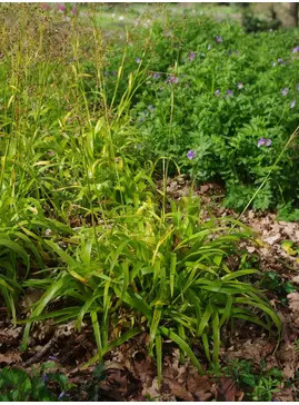 Luzula sylvatica 'Aurea'