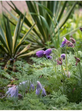 Pulsatilla vulgaris