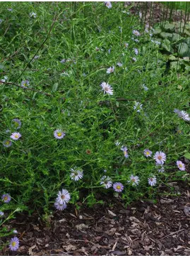 Symphyotrichum puniceum