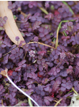 Acaena inermis 'Purpurea'