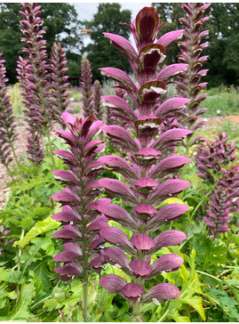 Acanthus 'Colin's Folly'