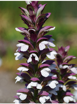 Acanthus mollis