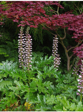 Acanthus mollis