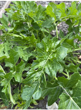 Name > A - B > Acanthus - Beth Chatto's Plants & Gardens