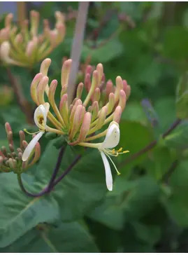Lonicera etrusca 'Michael Rosse'
