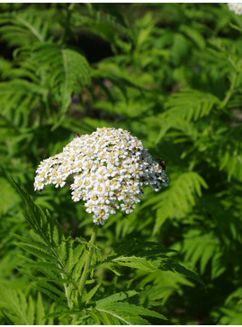 Achillea chrysocoma 'Grandiflora'