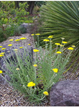 Achillea coarctata