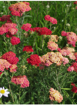 Achillea 'Fanal'