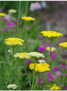 Achillea filipendulina 'Gold Plate'