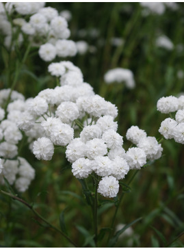 Achillea ptarmica 'The Pearl'
