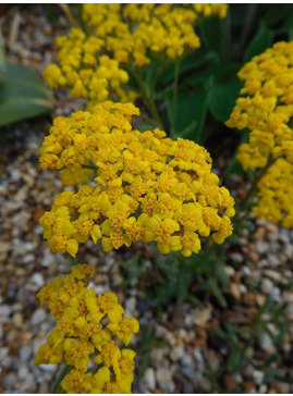 Achillea tomentosa 'Aurea'