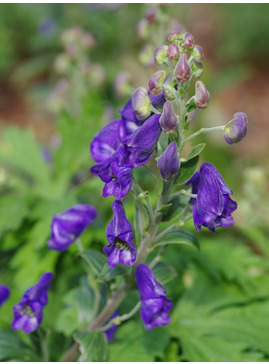 Name > A - B > Aconitum - Beth Chatto's Plants & Gardens