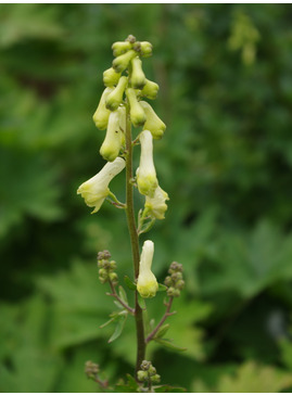 Aconitum lycoctonum subsp. vulparia