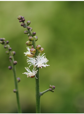 Actaea japonica 'Cheju-do'