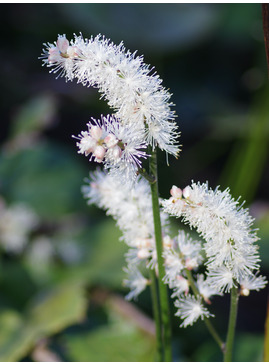 Actaea japonica 'Cheju-do'