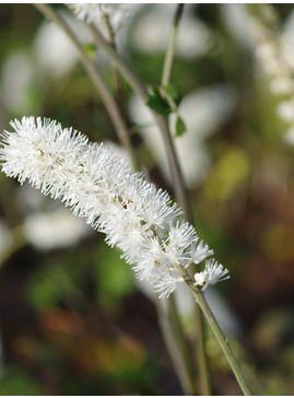 Actaea matsumurae 'Elstead Variety'