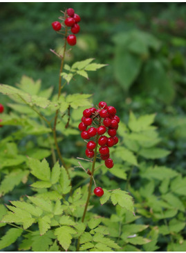 Actaea rubra