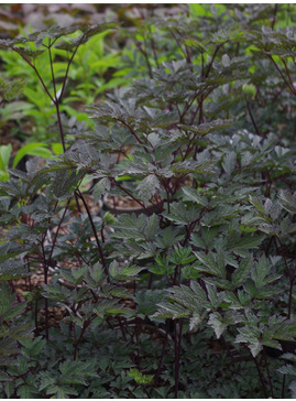 Actaea simplex (Atropurpurea Group) 'Hillside Black Beauty'
