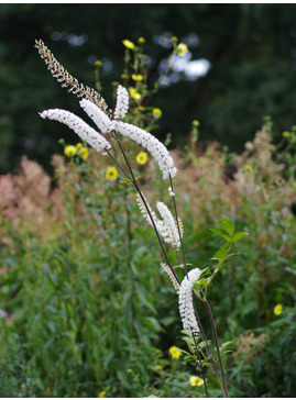 Actaea simplex 'Prichard's Giant'