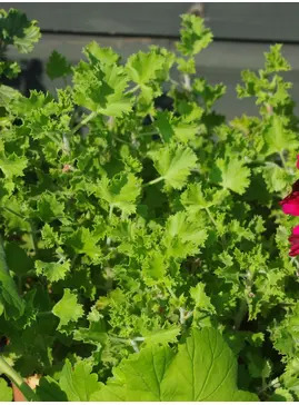 Pelargonium 'Cola Bottles'