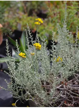 Helichrysum microphyllum