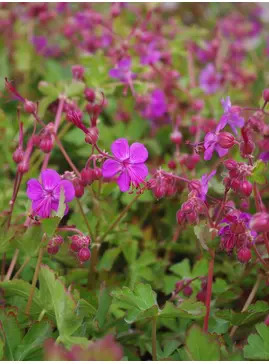 Geranium macrorrhizum wild form