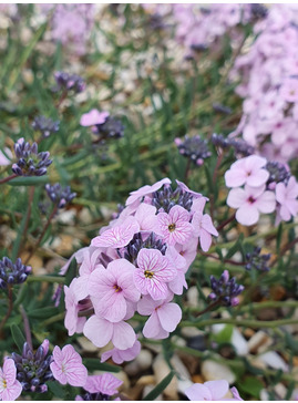 Aethionema grandiflorum