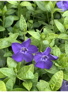 Vinca minor 'Bowles's Variety'