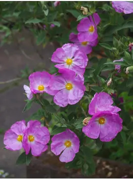 Cistus x argenteus 'Peggy Sammons'